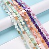 Natural Freshwater Shell Beads Strands SHEL-H002-03-2