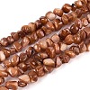 Natural Freshwater Shell Beads Strands SHEL-N037-04C-1