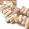 Dyed Natural Trochus Shell Beads Strands SSHEL-C013-09K-3