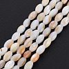 Natural Freshwater Shell Beads Strands SHEL-N027-08B-2