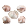 Natural Shiva Eye Shell Cabochons SHEL-H006-01B-1