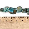 Dyed Natural Freshwater Shell Beads Strands SHEL-P016-01C-4
