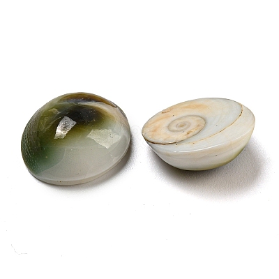Conch Sea Shell Cabochons BSHE-Z005-08-1