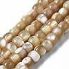 Natural Trochid Shell/Trochus Shell Beads Strands SSHEL-S266-018B-02-1