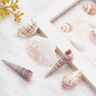 Natural Scallop Shell Beads SSHEL-CJ0001-02-1