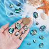 18Pcs 3 Styles Natural Paua Shell Cabochons SSHEL-PH0001-43-3