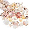 Natural Sea Shell Beads Kits SSHEL-PH0002-49-1