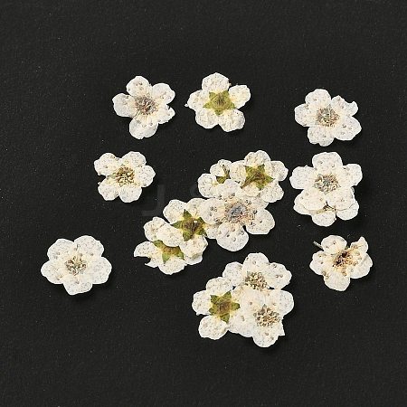 Narcissus Embossing Dried Flowers LS-DIY-K032-60F-1