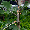 Copper Plant Growth Support DIY-NB00006-5