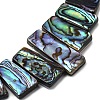 Natural Paua Shell Beads Strands BSHE-S305-01A-3