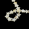 Star Natural Trochid Shell/Trochus Shell Beads Strands SSHEL-F290-19-2