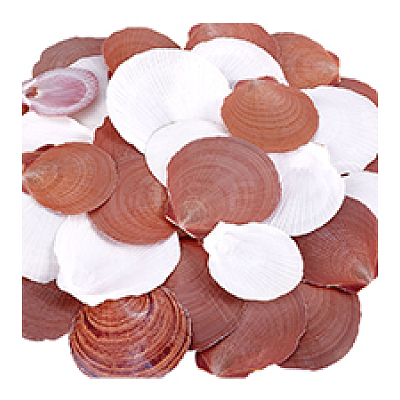 40Pcs Natural Shell for Aquarium Fish Tank Ornaments SHEL-PH0001-68-1