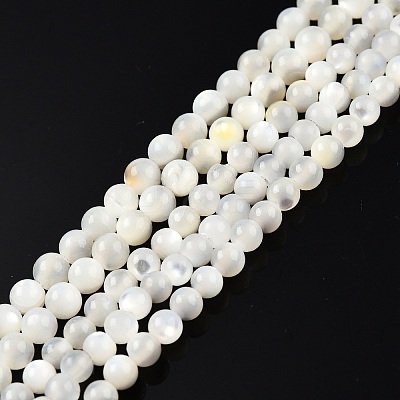 Natural White Shell Bead Strands X-SSHEL-N003-144C-01-1