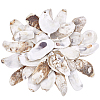 30Pcs 3 Styles Oyster Shell DIY-PH0029-34-1