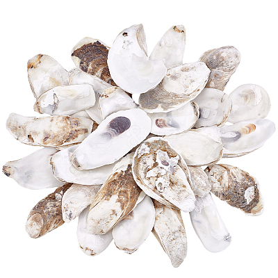 30Pcs 3 Styles Oyster Shell DIY-PH0029-34-1