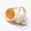Hermit Crab Shells SSHEL-WH0001-15C-2
