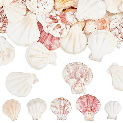 40Pcs Natural Scallop Shell Beads SSHEL-SP0001-02-1