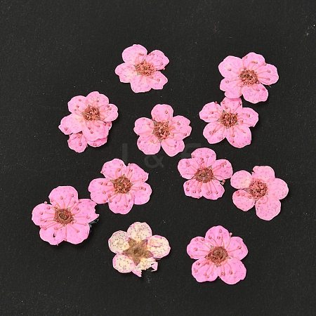 Narcissus Embossing Dried Flowers DIY-K032-60H-1