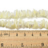 Natural Trochus Shell Beads Strands SSHEL-H072-12-4
