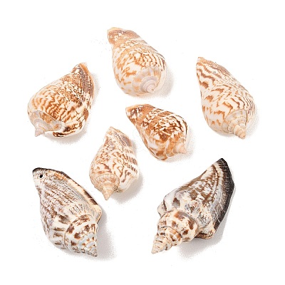 Natural Conch Shell Beads X-BSHE-O007-57-1