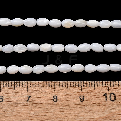 Natural Freshwater Shell Beads Strands SH-CBA2978-06A-1