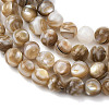 Natural Freshwater Shell Beads Strands X-SHEL-K006-71A-3