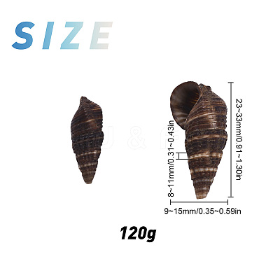 Spiral Shell Beads SSHEL-SC0001-07-1