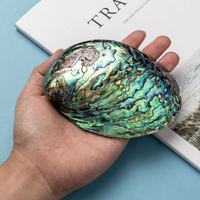 Natural Abalone Shell/Paua ShellDecoration X-SSHEL-F0005-01-1