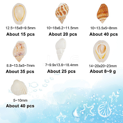 135Pcs 5 Size Natural Conch Shell Beads BSHE-PH0001-14-1