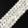 Natural White Shell Bead Strands X-SSHEL-N003-144D-01-1