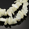 Natural Shell Beads Strands SHZ001-2