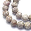 Natural Conch Fossil Beads Strands G-K310-A07-10mm-3