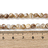 Natural Freshwater Shell Beads Strands SHEL-K006-71B-4