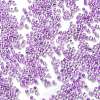 Transparent Inside Colours Glass Seed Beads X1-SEED-H003-04E-3