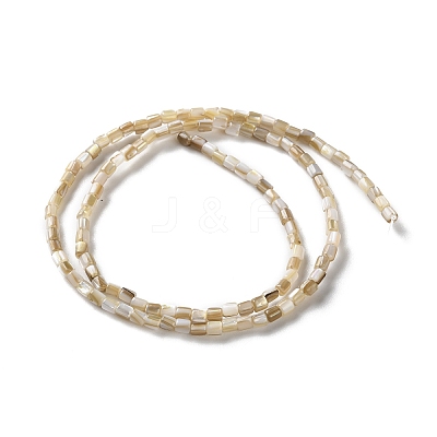 Natural Freshwater Shell Beads Strands SSHEL-B002-17-1