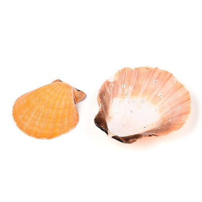 Natural Scallop Shell Beads SSHEL-N040-04-1