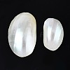 Natural Conch Shell Cabochons SSHEL-N034-91-3