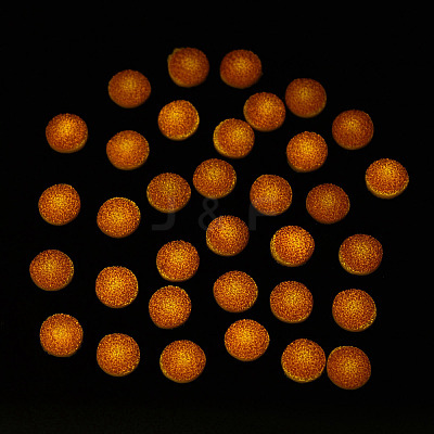 Cookie Luminous Resin Cabochons CRES-T026-02B-1
