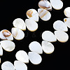 Natural Freshwater Shell Beads Strands SHEL-Q024-008-1