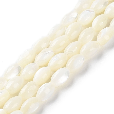 Natural Trochus Shell Beads Strands X-BSHE-E030-02C-1
