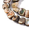 Natural Paua Shell Beads Strands BSHE-B007-02-3