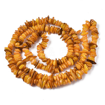 Natural Freshwater Shell Beads Strands SHEL-S278-071C-1