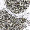 FGB Plated Glass Seed Beads SEED-S019-08E-1