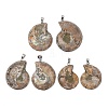 Snail Fossil Pendants G-D051-1A-1