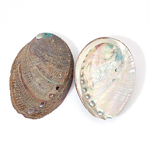 Natural Abalone Shell Display Decoration DJEW-WH0015-105