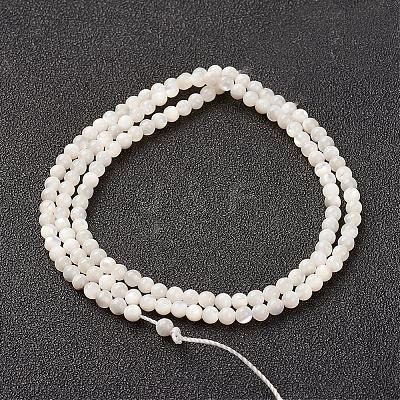 Natural White Shell Beads Strands G-G680-54-1