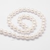 Rainbow Plated Shell Pearl Bead Strands X-BSHE-L025-02-10mm-2