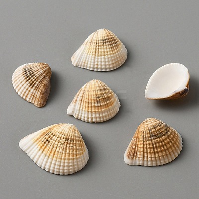 Natural Shell Decorations SHEL-WH0002-05A-1