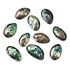 Natural Paua Shell Cabochons SSHEL-S280-01B-1