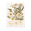 Pressed Dried Flowers DIY-YWC0001-100-2